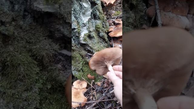 ✅#опята 27.09.23г.ЕСТЬ?(специально для ВАС!прогулялась посмотреть) смотреть онлайн