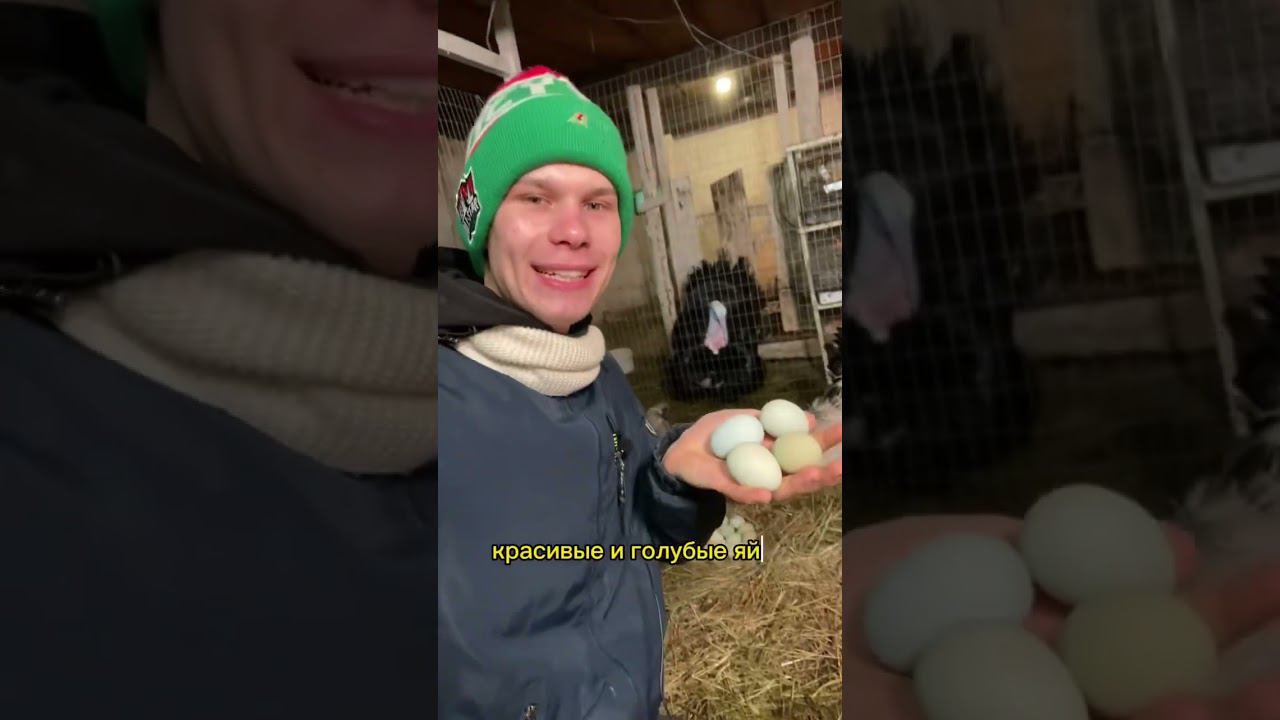 А вы знали, что куры могут нести цветные яйца Одна из таких пород кур -  Лакеданзи
