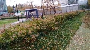 Гортензиевый променад. Аптекарский огород. Москва