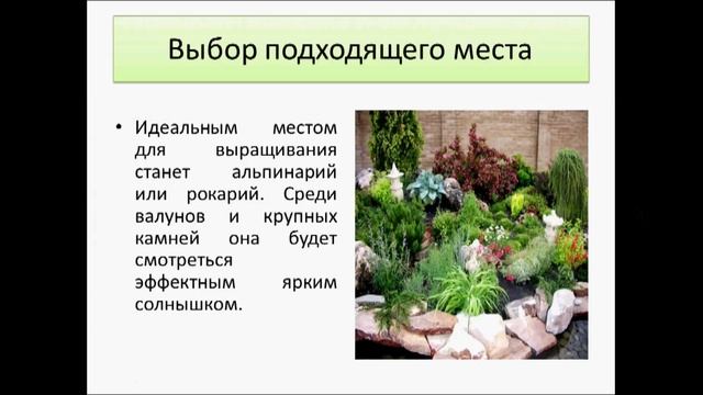 гвоздика турецкая