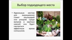 гвоздика турецкая