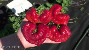 КИСС НЕЛЛИС десертного вкуса сорт клубники гигант  Среднеспелого сегмента