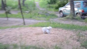 -"Шаталовская котобаза".Россия.Смоленская область.Починковский район.Посёлок Шаталово-1.Май 2018 г.