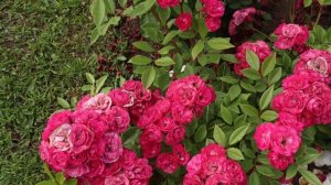 3 розы флорибунда, цветут безостановочно с июня до заморозков. Эти розы не подведут!