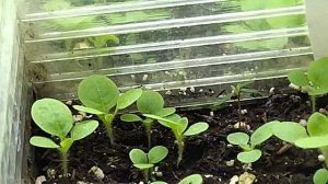 Рассада табака. 2 недели.