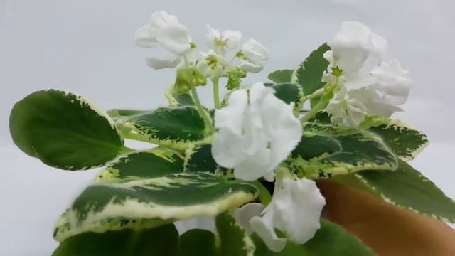 DS-Оса Звезда фіалка смотреть онлайн