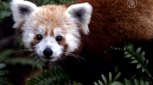 Сбежавшую из зоопарка малую панду поймали