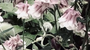 🌺🌸🦋Цветы🌺🌸🦋Почему небо плачет🌸🌺🦋Трек – Владимир Пресняков и Наталья Подольская