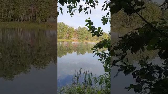 Пришли купаться на лесной водоём Карпятник