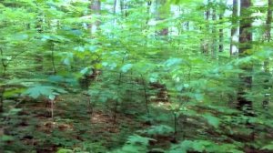 Пение птиц в лесу. Прогулка по солнечному лесу