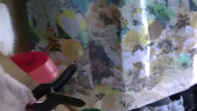 Миф о стрессе перепелок. смотреть онлайн