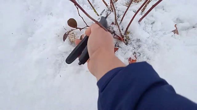 Наша голубика. смотреть онлайн