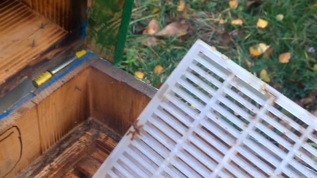 изолятор Хмара двух маточная зимовка смотреть онлайн