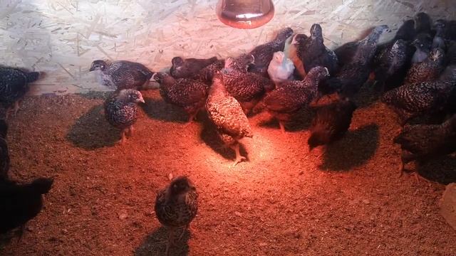 в гостях у цыплят доминант которых я выводил смотреть онлайн