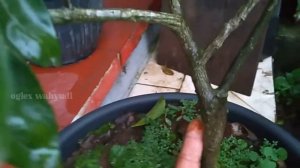 10 MACAM BUAH JERUK BERDASARKAN BENTUK DAUN DAN BUAH || CIRI-CIRI BUAH JERUK