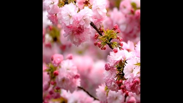 Стихи для Души - Мне поздно быть не счастливой смотреть онлайн