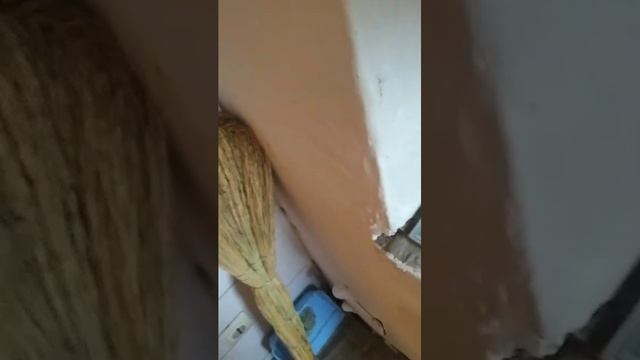 Котик