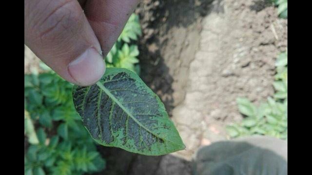 Чего не хватает растению? ЧАСТЬ 2 - ФОСФОР