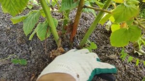 ОБРЕЗКА ЕЖЕВИКИ ПОСЛЕ СБОРА УРОЖАЯ.