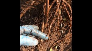 Пересадка травянистого пиона