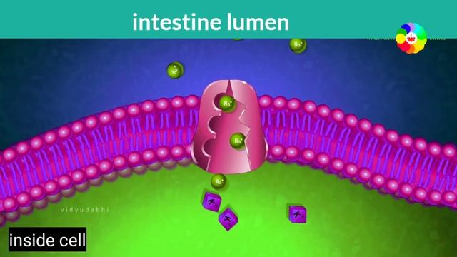 पानी कैसे पचता हैं - how water is absorbed in body смотреть онлайн