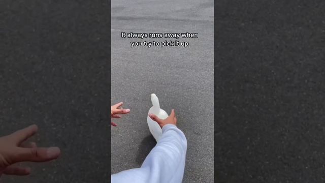 How to Pick Up a Duck смотреть онлайн