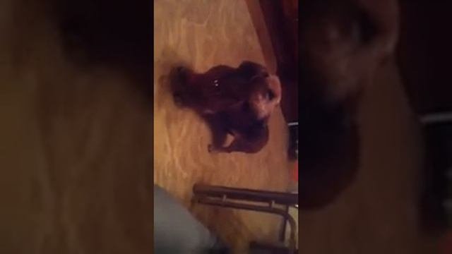 Бабулек с характером