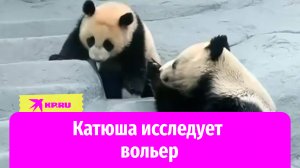 Панда Катюша исследует вольер Московского зоопарка