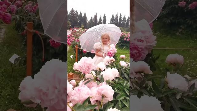 Фотосессия в ПИОНАХ? #фотографмосква #фотосессия #фотосессиявмоскве #пионы #пионывмоскве #дети смотреть онлайн