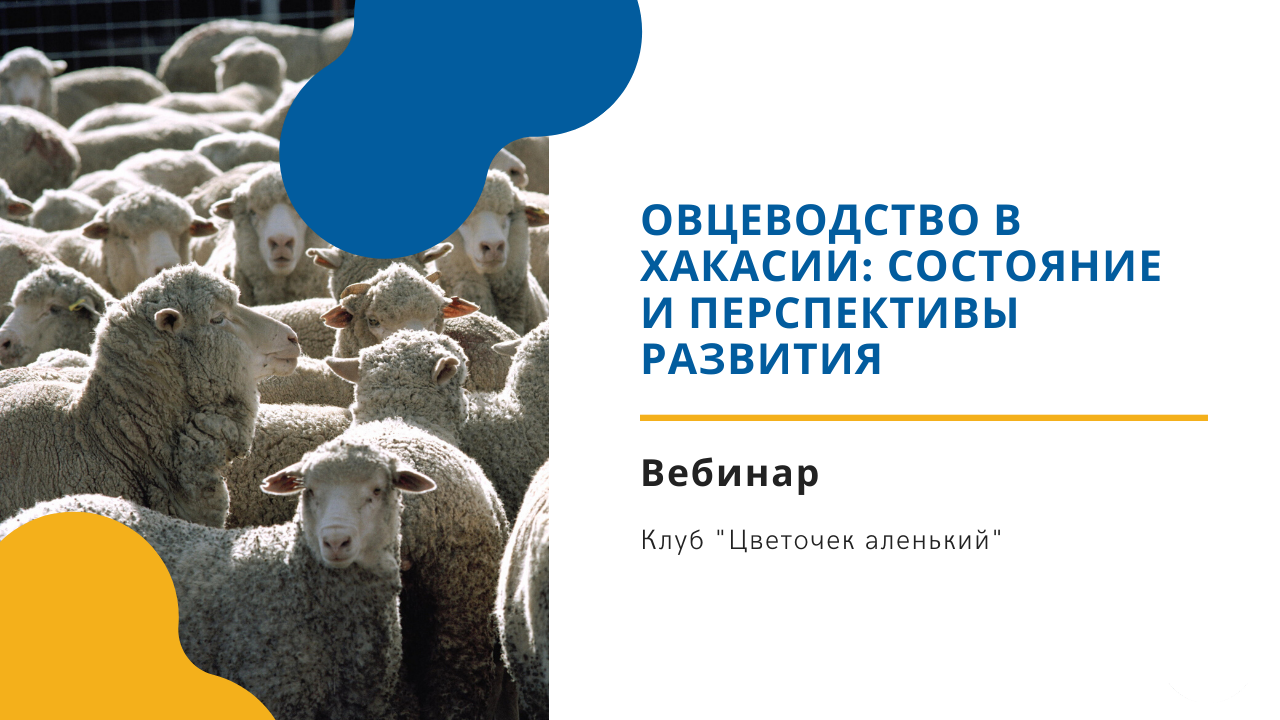 Клуб "Цветочек аленький": Овцеводство в Хакасии: состояние и перспективы развития.mp4