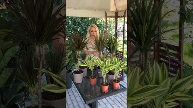 Драцены - как выглядет, где купить