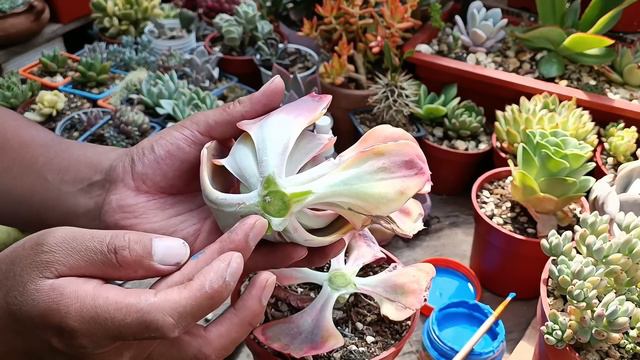 DECAPITEMOS SUCULENTAS #propagaciónsuculenta #echeveria смотреть онлайн