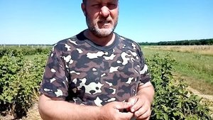 Первый урожай малины Ковичан