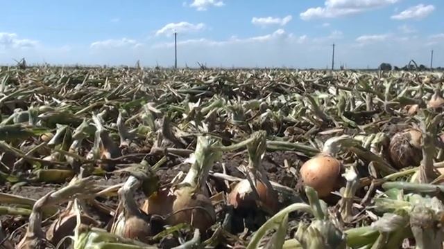 Ботвоудалитель смотреть онлайн