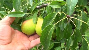 Очень вкусная раннелетняя груша  БЕРЕ ЖИФФАР