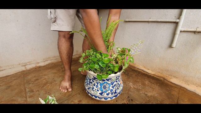 Plants of Shade - Container Gardening