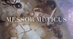 Messor muticus (structor) вид изнутри