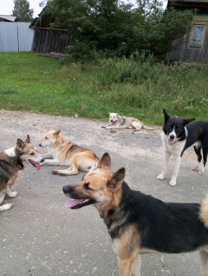 песню король и шут