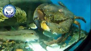 Морской аквариум