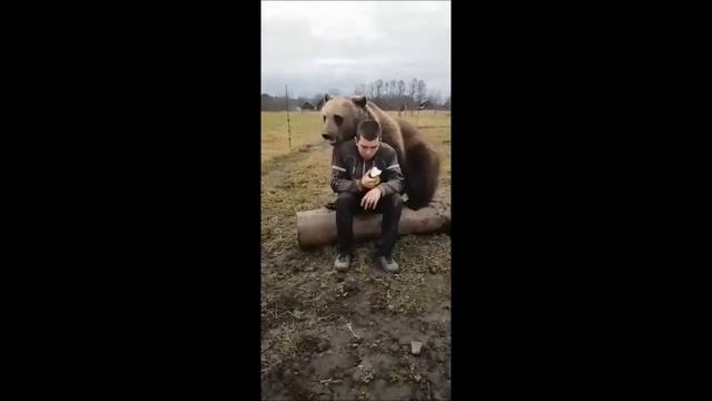 Медвежонок Вася. Bear Vasya (Школа Дом Волка. The School House Of The Wolf)