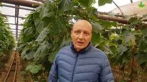 Антистрессовые удобрения для огурцов во время похолодания.