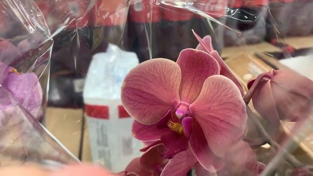 Орхидеи в Ленте по 698 рублей 22 февраля 2021г. Манхеттен, Пассионата .... Дарвин? смотреть онлайн