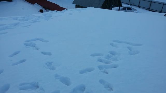 Крыша гаража из сэндвич панелей ППУ "Металл профиль". Заметки. смотреть онлайн