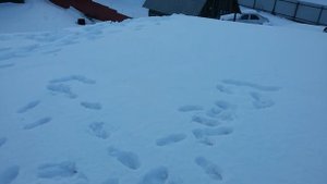 Крыша гаража из сэндвич панелей ППУ "Металл профиль". Заметки.