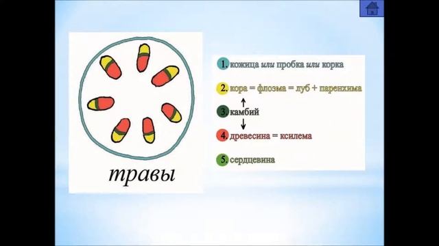 Биология. Опорный конспект "Стебель".