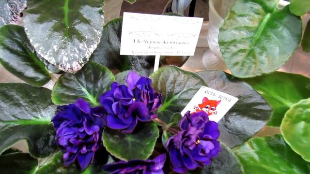 выставка фиалок 2 8 декабря 2019 2ч смотреть онлайн