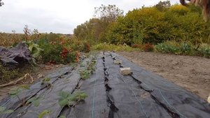 Осенняя посадка клубники на агроткань и агроволокно. Рассада в стаканчиках (ЗКС)