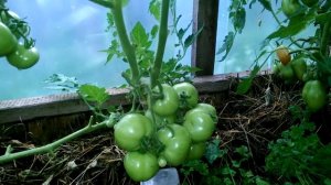 Томат Снежная сказка на улице и в теплице 04.08.18. Семена Ольги Черновой