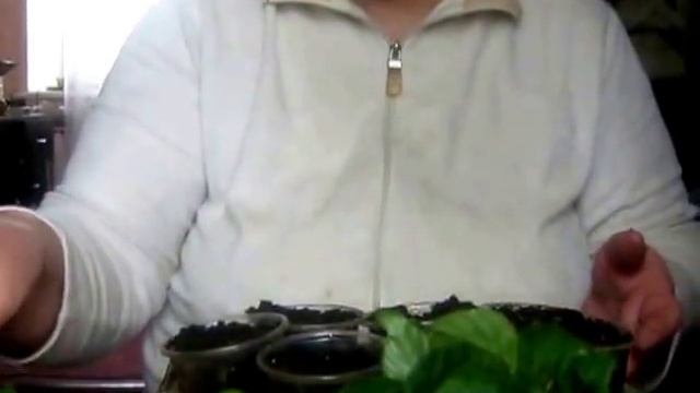 Весенние размножение бальзамина Уолтера (Мокрый Ванька)