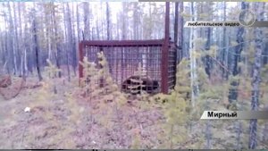 В Мирнинском районе поймали медведя, вышедшего к людям